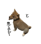子犬こむぎ vol.2（個別スタンプ：4）
