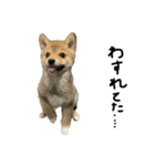 子犬こむぎ vol.2（個別スタンプ：5）