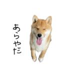 子犬こむぎ vol.2（個別スタンプ：7）