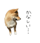 子犬こむぎ vol.2（個別スタンプ：8）