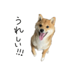 子犬こむぎ vol.2（個別スタンプ：9）