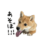 子犬こむぎ vol.2（個別スタンプ：10）
