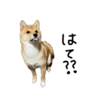 子犬こむぎ vol.2（個別スタンプ：11）