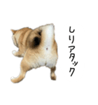子犬こむぎ vol.2（個別スタンプ：12）