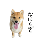 子犬こむぎ vol.2（個別スタンプ：13）