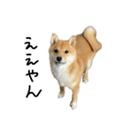 子犬こむぎ vol.2（個別スタンプ：14）