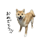 子犬こむぎ vol.2（個別スタンプ：15）