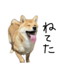 子犬こむぎ vol.2（個別スタンプ：16）