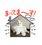 キジトラくまちゃんとしーちゃん2（個別スタンプ：6）