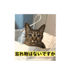 キジトラくまちゃんとしーちゃん2（個別スタンプ：10）