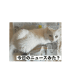 キジトラくまちゃんとしーちゃん2（個別スタンプ：18）