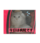 キジトラくまちゃんとしーちゃん2（個別スタンプ：19）