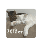 キジトラくまちゃんとしーちゃん2（個別スタンプ：22）
