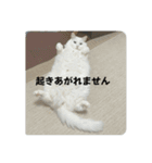 キジトラくまちゃんとしーちゃん2（個別スタンプ：24）