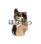 みけみけの日常（個別スタンプ：5）