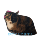 みけみけの日常（個別スタンプ：7）