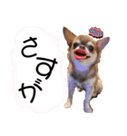 めろりんこ（個別スタンプ：1）