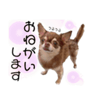 めろりんこ（個別スタンプ：3）