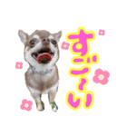 めろりんこ（個別スタンプ：7）