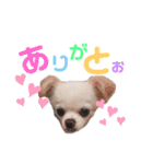きんぐ・くるみ・みるく（個別スタンプ：5）