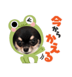 きんぐ・くるみ・みるく（個別スタンプ：11）