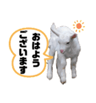 ヤギのペッパーとミルク（個別スタンプ：1）