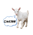 ヤギのペッパーとミルク（個別スタンプ：2）