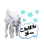 ヤギのペッパーとミルク（個別スタンプ：3）