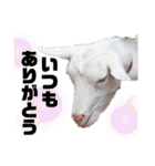ヤギのペッパーとミルク（個別スタンプ：8）
