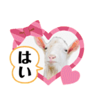 ヤギのペッパーとミルク（個別スタンプ：9）