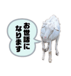 ヤギのペッパーとミルク（個別スタンプ：13）