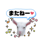 ヤギのペッパーとミルク（個別スタンプ：18）