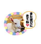ヤギのペッパーとミルク（個別スタンプ：20）