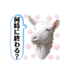 ヤギのペッパーとミルク（個別スタンプ：23）