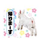 ヤギのペッパーとミルク（個別スタンプ：24）