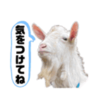 ヤギのペッパーとミルク（個別スタンプ：26）