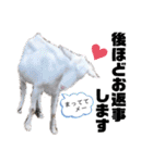 ヤギのペッパーとミルク（個別スタンプ：30）