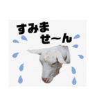 ヤギのペッパーとミルク（個別スタンプ：32）