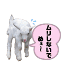 ヤギのペッパーとミルク（個別スタンプ：34）