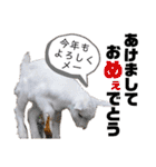 ヤギのペッパーとミルク（個別スタンプ：40）