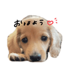 llatte.（個別スタンプ：1）