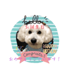 白トイプーver.可愛い犬のスタンプ 敬語編（個別スタンプ：1）