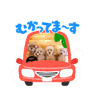☆トイプーココアと家族の日常☆②（個別スタンプ：3）