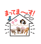 ☆トイプーココアと家族の日常☆②（個別スタンプ：4）