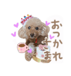 ☆トイプーココアと家族の日常☆②（個別スタンプ：7）