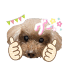 ☆トイプーココアと家族の日常☆②（個別スタンプ：10）
