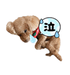 ☆トイプーココアと家族の日常☆②（個別スタンプ：11）