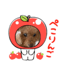☆トイプーココアと家族の日常☆②（個別スタンプ：13）