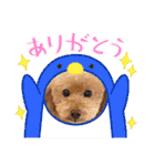 ☆トイプーココアと家族の日常☆②（個別スタンプ：17）