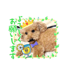 ☆トイプーココアと家族の日常☆②（個別スタンプ：18）